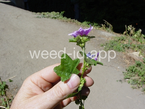 mallow, high